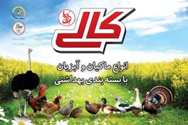 جوجه محلی کالی